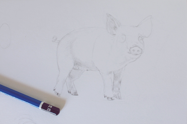 Pig detail