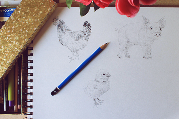 drawing a hen 005