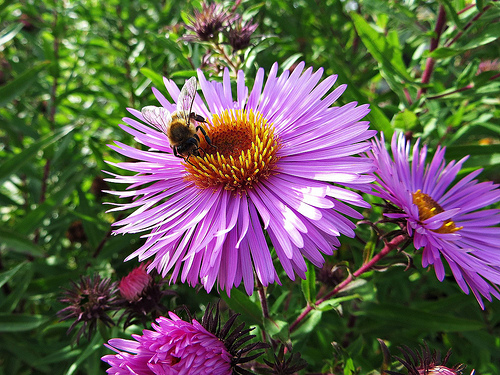 Aster with bee for fall flowers