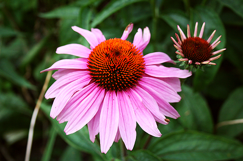 coneflower