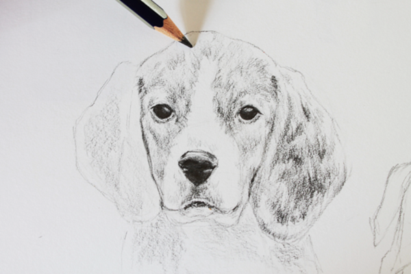 Drawing Realistic Animals How To Draw A Dog