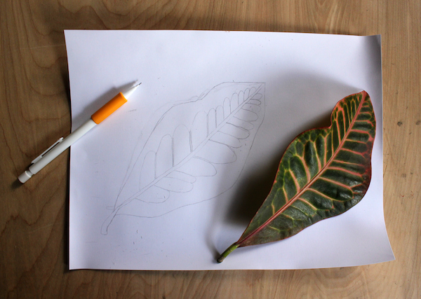 Outline of leaf