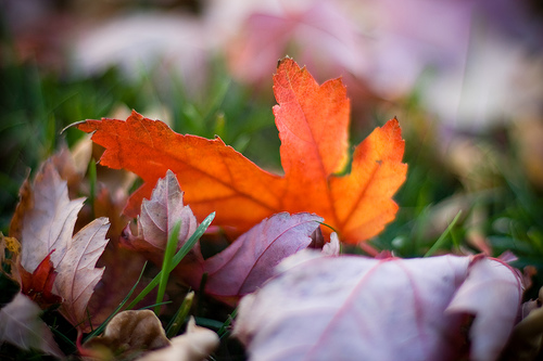 Fall leaves and flowers for fall beauty