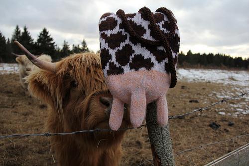 Udderly Divine Cow-themed knitting pattern