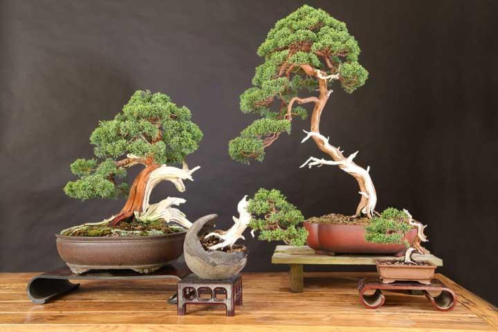 Multiple Varieties of Bonsai