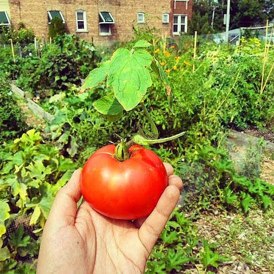 harvesting tomato