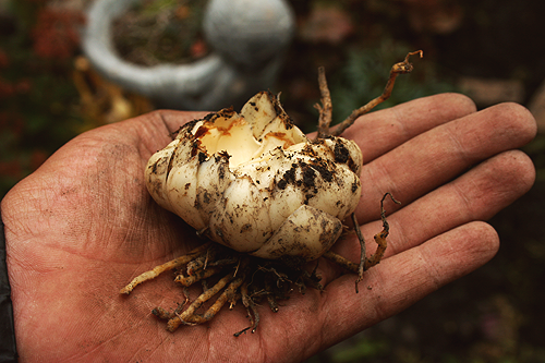 lily bulb