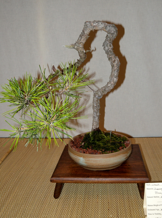 Literati bonsai