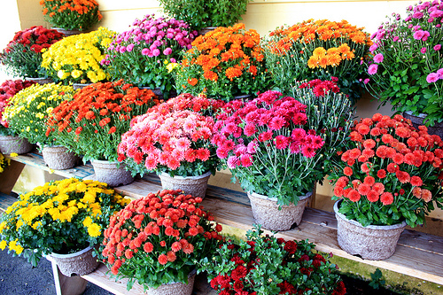 mums in different colors are flowers for fall beauty