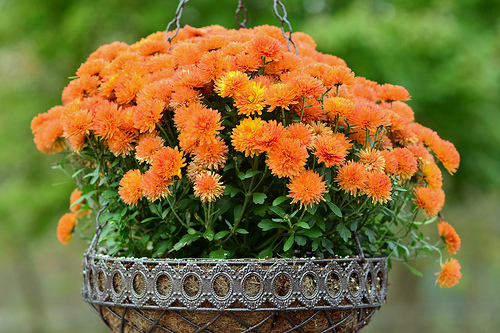 Orange mums in hanging basket are flowers for fall beauty