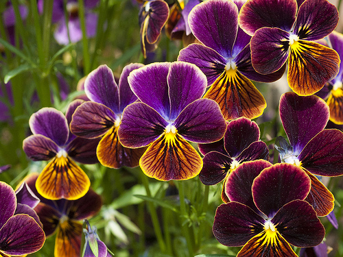 Pansies in purple and gold are lovely flowers for fall beauty