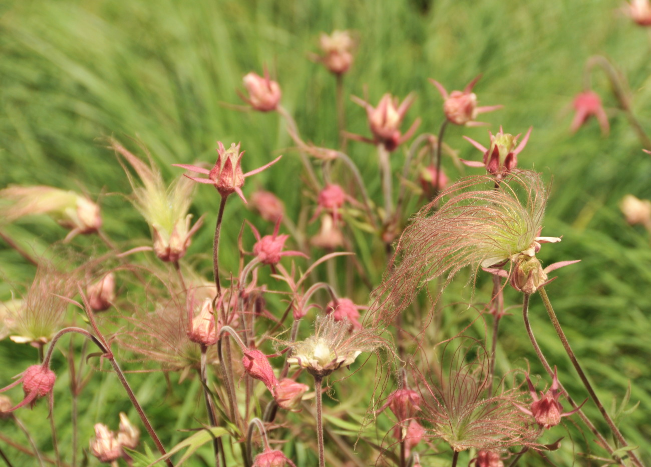 Prairie Smoke is a wildflower that blooms in spring.