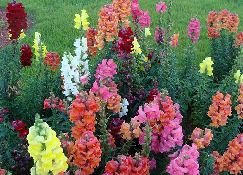 Snapdragons in rainbow of color for the fall garden