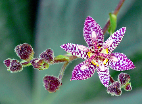 Toad lily has an lovely orchid-flowers for fall beauty