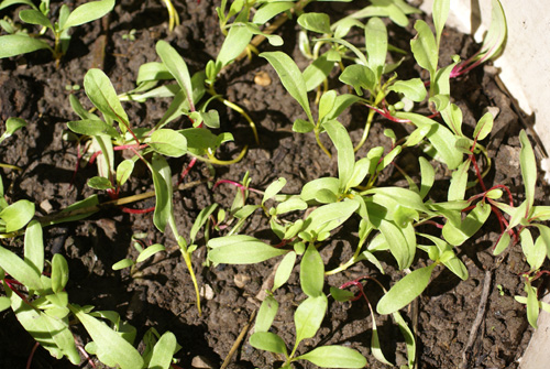 Swiss chard seedlings