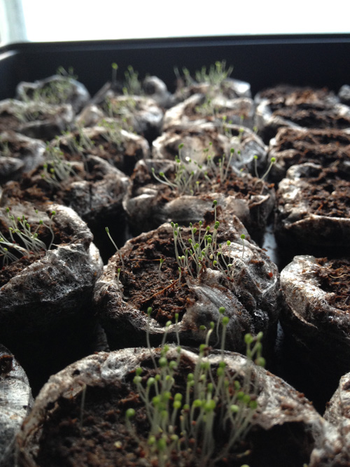 Oregano seedlings