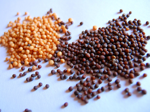 Mustard Seeds