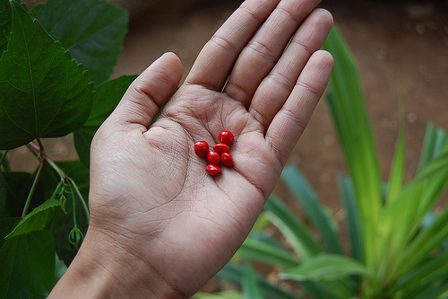 Seeds in hand