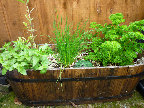 Container herb garden