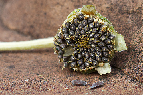 Sunflower seeds