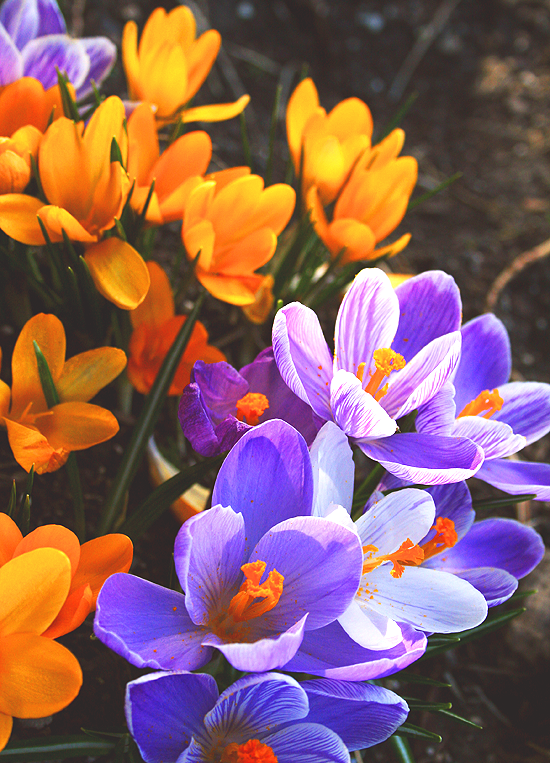 Crocuses 