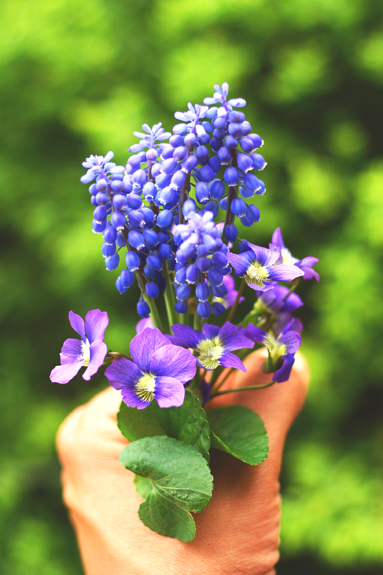 Grape Hyacinth 