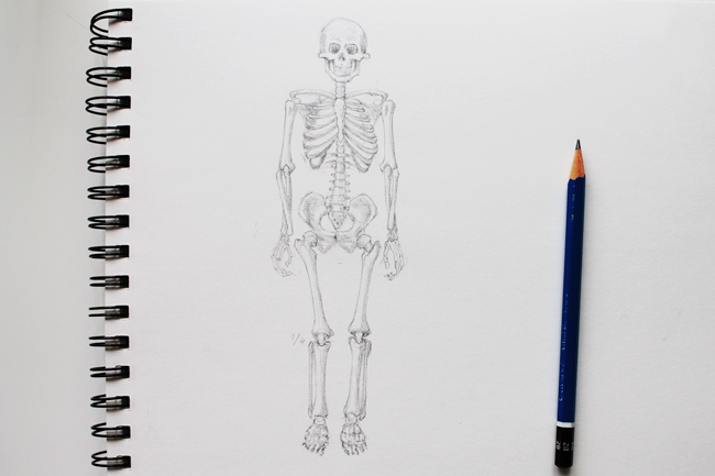Completed drawing of a skeleton