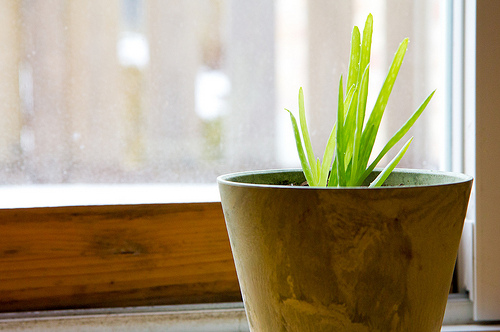 Aloe plant sits on windowsill in city apartment.