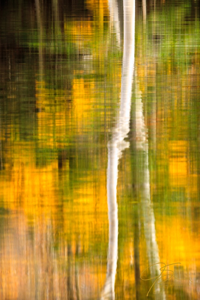 Bright white birch and golden fall color reflected on the water.