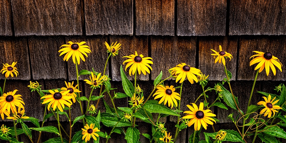 Black eyed Susan against weathered cedar shakes.