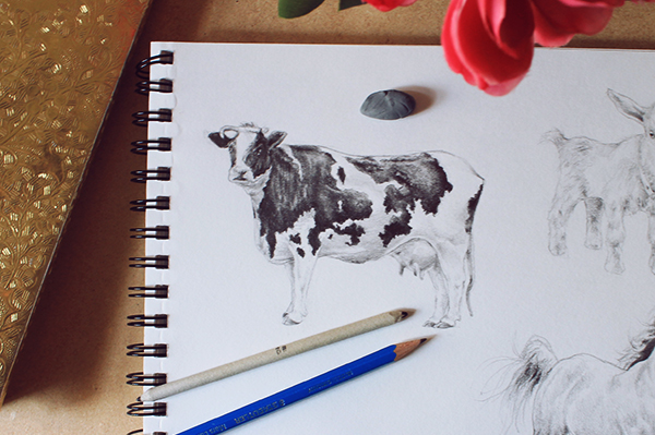 Final cow drawing