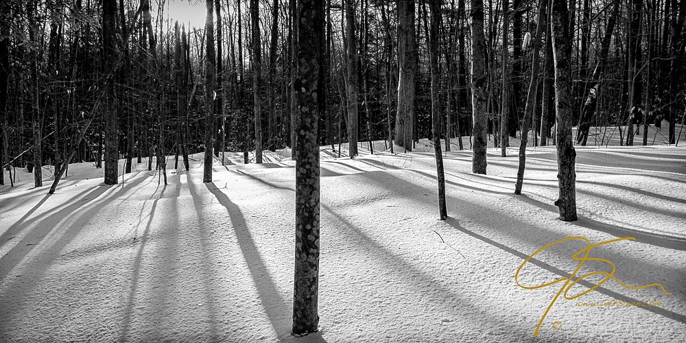 Winter Shadows
