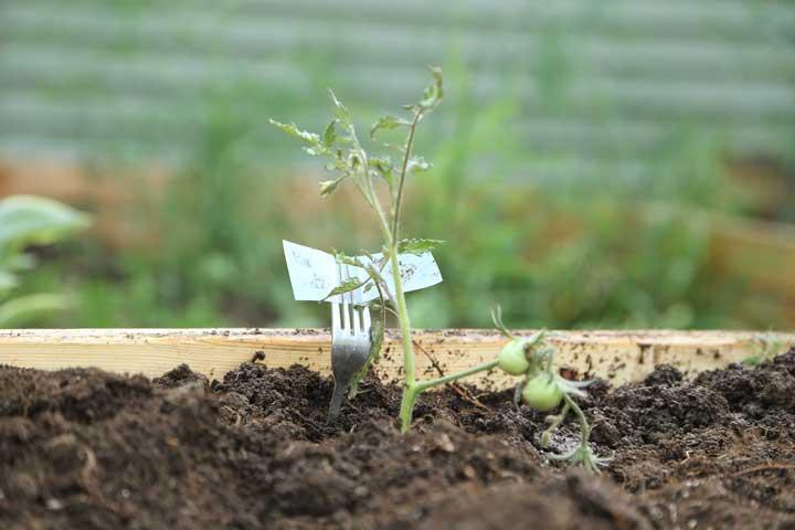 Seedling Care