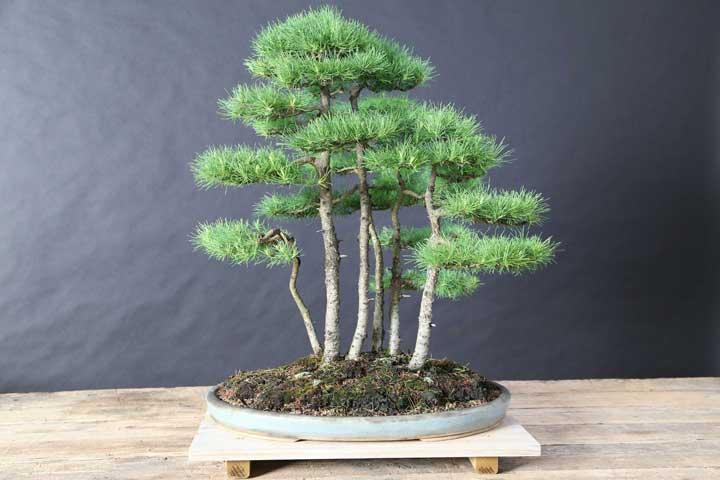 Bonsai Larch Grove 