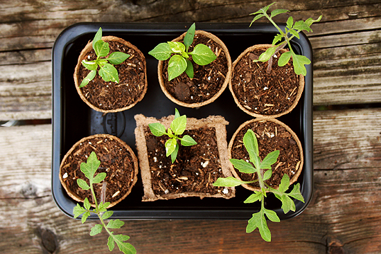 Indoor Seed Starting 