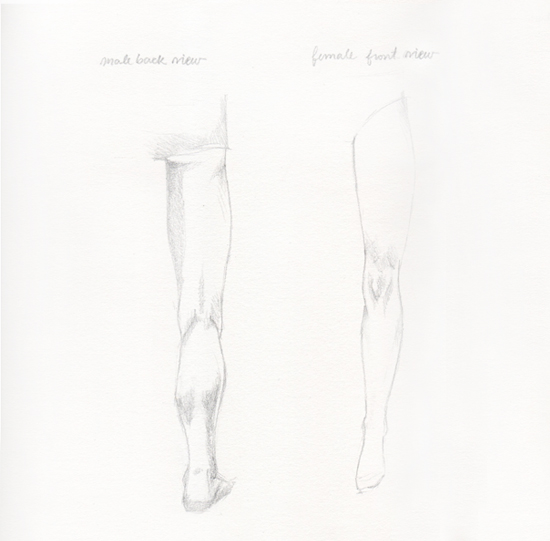 male and female leg muscles shadows