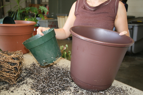 Woman transplants into a bigger pot.