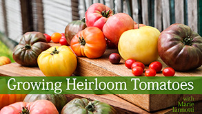 Title Card for Growing Heirloom Tomatoes Craftsy Class