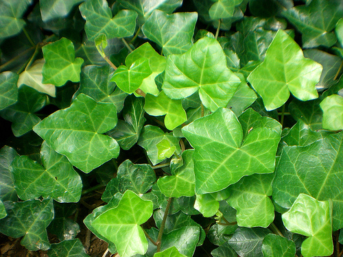 English Ivy