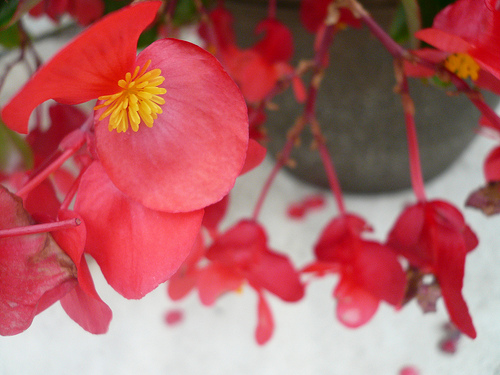 Wax begonia