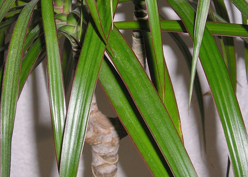 Red Edged Dracaena