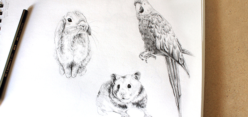 Tutorials For Drawing Realistic Animals In Our Free Eguide Craftsy