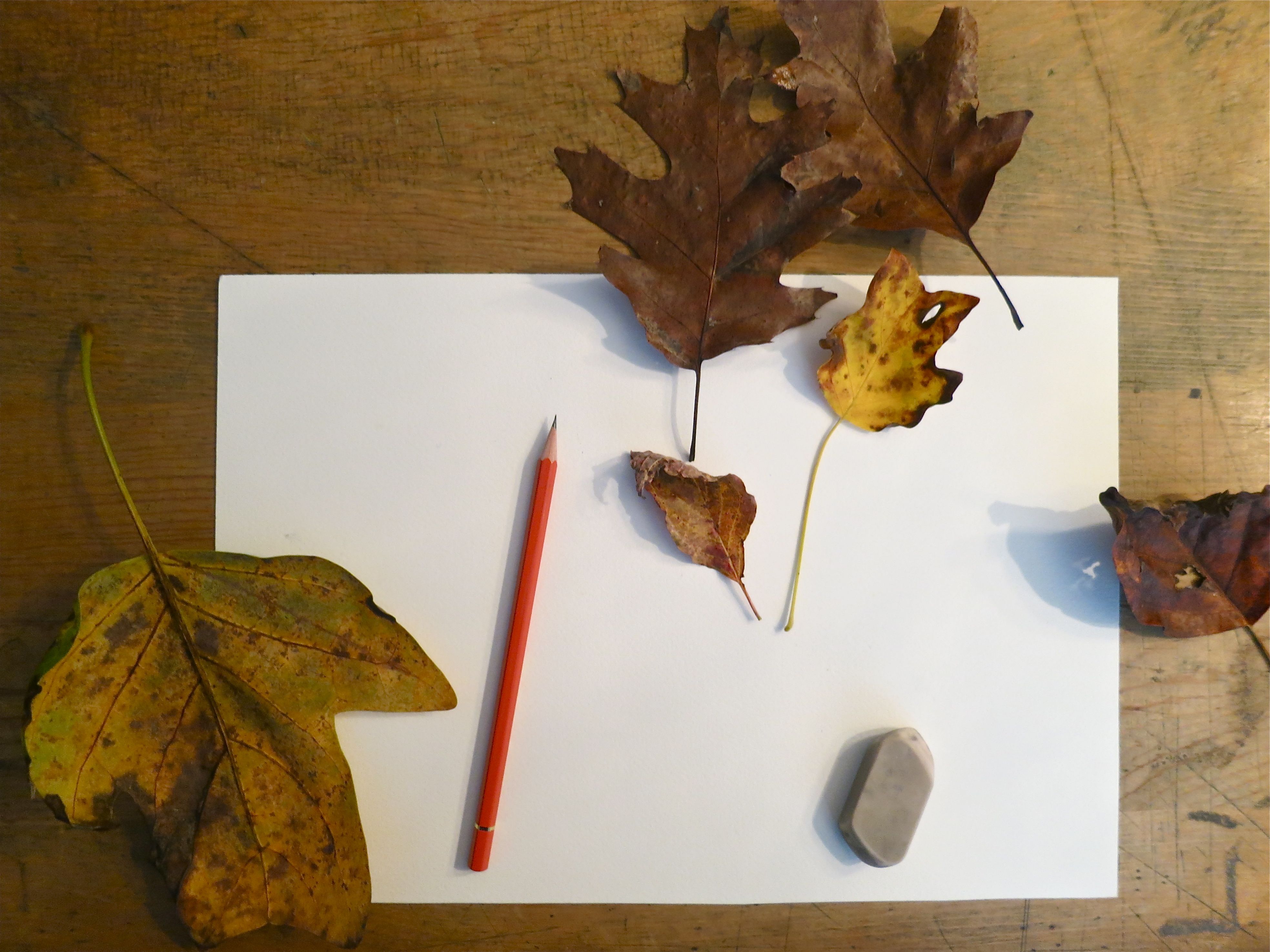 leaf models