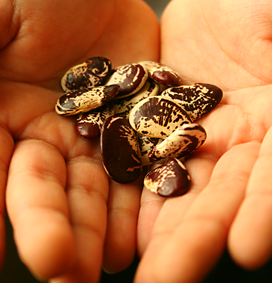 Rare Heirloom Seeds