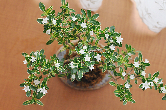 Serissa Flowering Bonsai