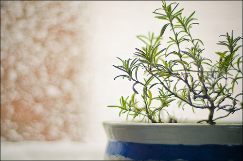 Grow rosemary indoors for snowy weather  