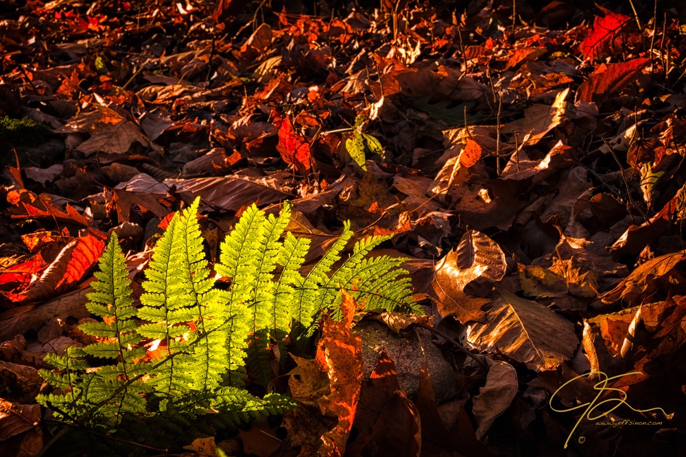 A bright green fern leaf among a sea of fallen leaves