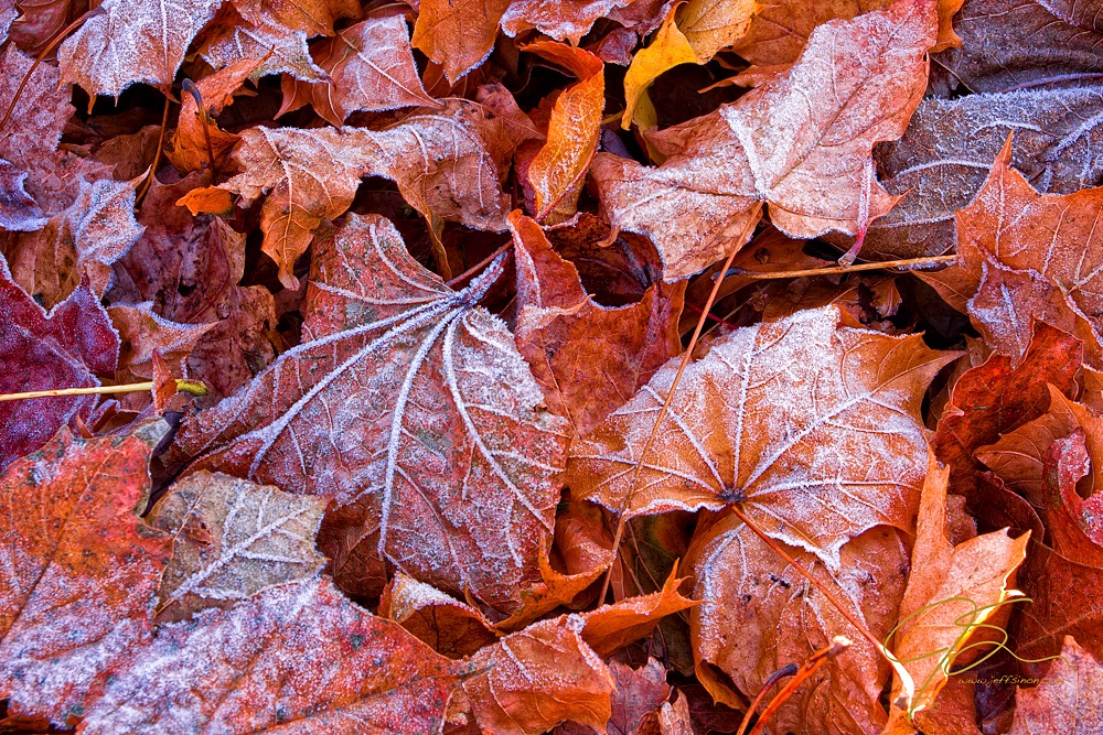 Frost covered maple leaves on the forest floor