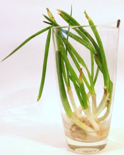 Re-growing Green Onion Scraps