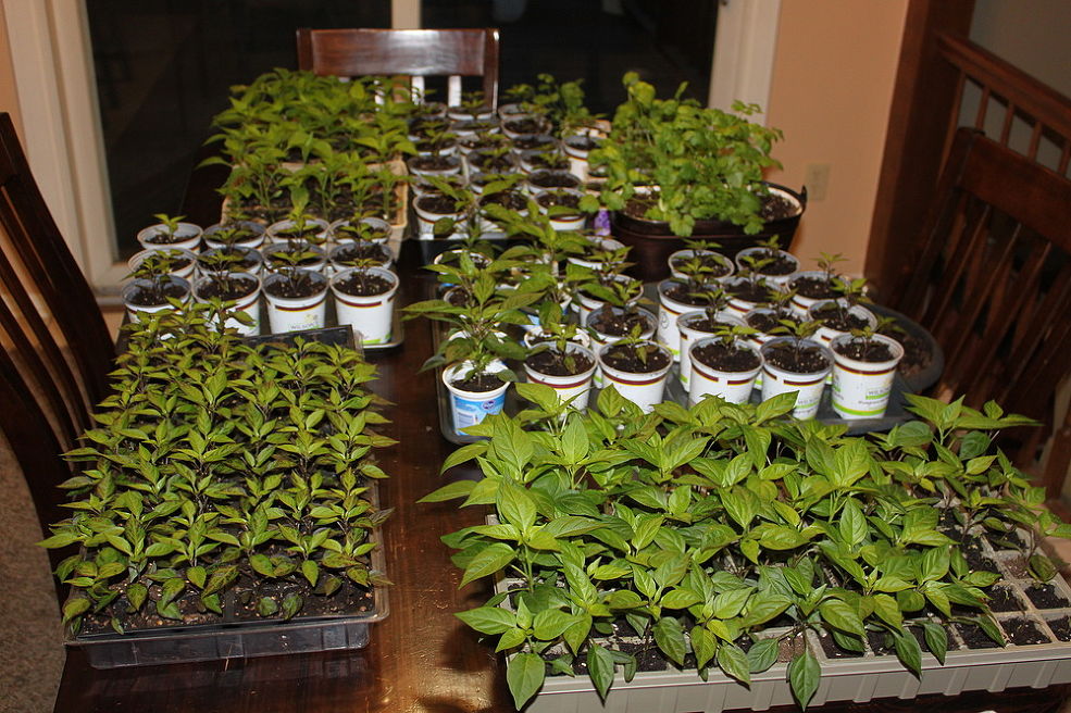 Potted Seedlings Being Grown Indoors